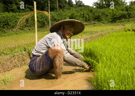 Burmesischen Migranten Mann arbeitet im Reisfeld, in der Nähe von Mae Hong Son, Thailand Stockfoto