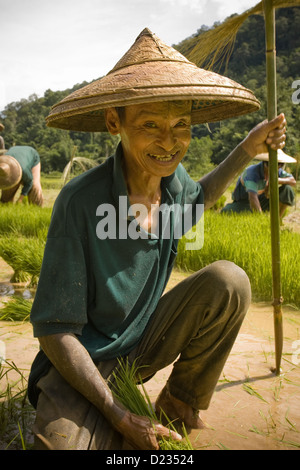 Burmesischen Migranten Mann arbeitet im Reisfeld, in der Nähe von Mae Hong Son, Thailand Stockfoto