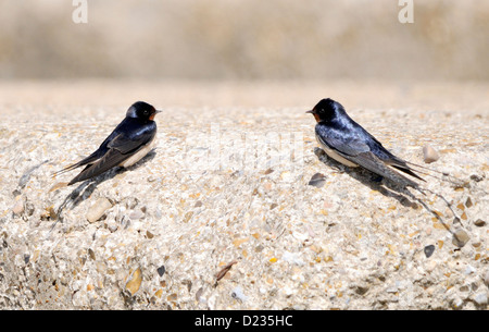 Ein paar der Rauchschwalbe (Hirundo Rustica) Erholung auf das Betondach einen zweiten Weltkrieg Pistole Einlagerung. Stockfoto