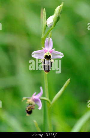 Blütenstand einer Biene Orchidee (Ophrys Apifera).  Colunga, Asturien, Spanien. Stockfoto