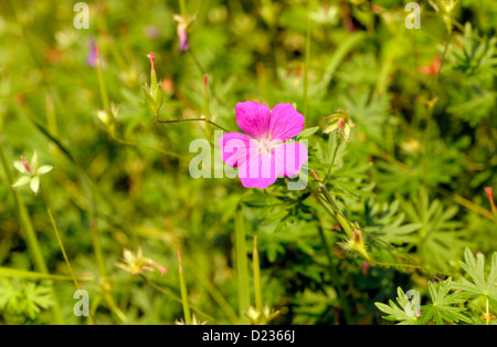 Lila Blume von einem Kran bill (Geranium Arten). Herrerias, Leon, Galizien, Spanien Stockfoto