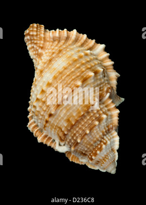 Schale Rapana schwarz isoliert Stockfoto
