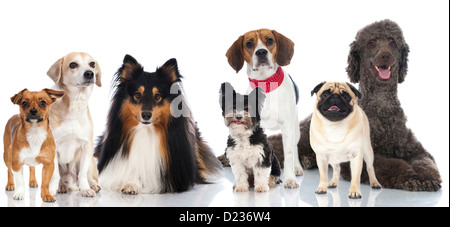 Gruppe von Hunden isoliert auf weiss Stockfoto