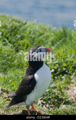 Papageitaucher (Fratercula Arctica) auf Lunga Treshnish Inseln Inneren Hebriden Argyll & Bute Schottland Stockfoto