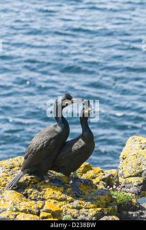 Shags (Phalacrorax Aristotelis |) auf Lunga Treshnish IslandsInner Hebriden Argyll & Bute Schottland Stockfoto