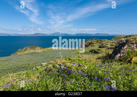 Blaue Glocken auf Lunga Treshnish Inseln Argyll & Bute Blick zur Isle of Mull, Schottland Stockfoto