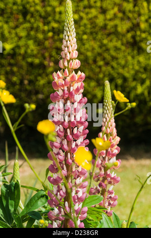 Lupine in Garten Milngavie East Dunbartonshire Schottland Stockfoto