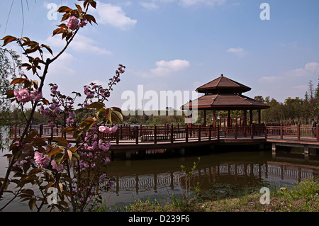 Kirsche, Gu Village Park, Baoshan District, Shanghai, China. Stockfoto