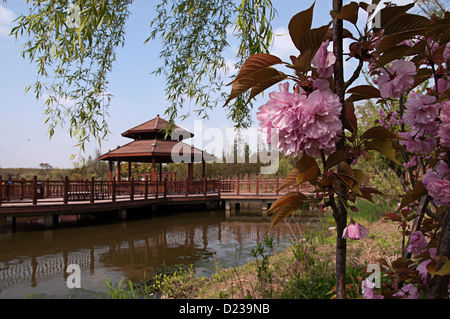 Kirsche, Gu Village Park, Baoshan District, Shanghai, China. Stockfoto