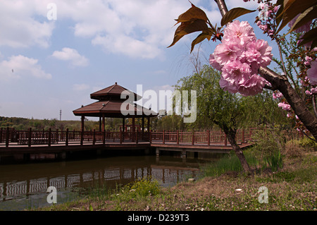 Kirsche, Gu Village Park, Baoshan District, Shanghai, China. Stockfoto