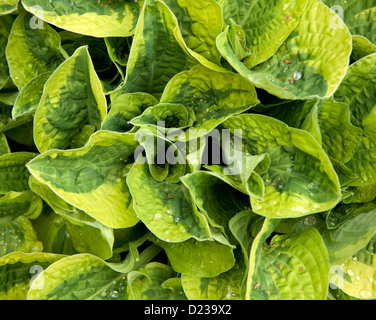 Eine Hosta Pflanze mit bunten Blättern Stockfoto