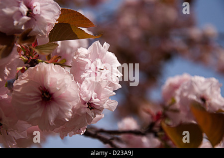 Kirsche, Gu Village Park, Baoshan District, Shanghai, China. Stockfoto