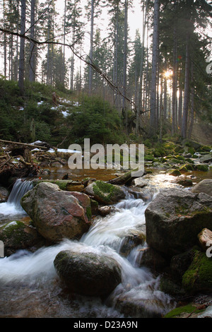 Szklarska Poreba, Polen, Fichtenwald im Tal des Giant Mountains National Park Kamienczyk Stockfoto