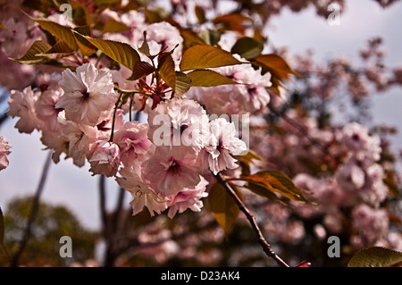 Kirsche, Gu Village Park, Baoshan District, Shanghai, China. Stockfoto