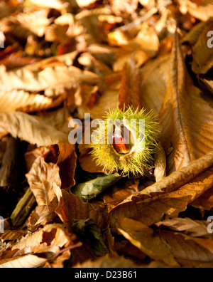 Eine süße Kastanien Frucht auf getrocknete Laub Stockfoto