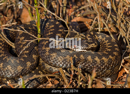 Europäische Addierer / Vipera Berus Stockfoto