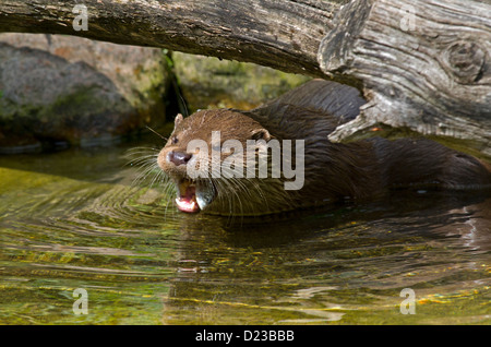 Europäische Otter / Lutra Lutra Stockfoto