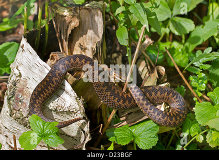 Gemeinsamen europäischen Viper / Vipera Berus Stockfoto