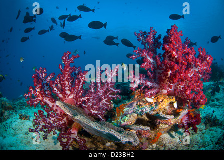 Weichkorallen von Raja Ampat, West-Papua, Indonesien. Ein lila und roten Korallen Aufschluss im klaren blauen Wasser Stockfoto