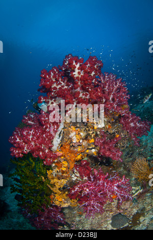 Weichkorallen von Raja Ampat, West-Papua, Indonesien. Ein lila und roten Korallen Aufschluss im klaren blauen Wasser Stockfoto