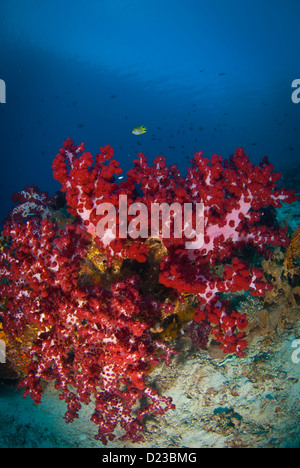 Weichkorallen von Raja Ampat, West-Papua, Indonesien. Ein lila und roten Korallen Aufschluss im klaren blauen Wasser Stockfoto