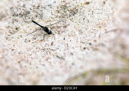 Porträt einer Libelle Stockfoto