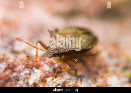 Porträt eines Fehlers Stockfoto