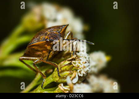 Porträt eines Fehlers Stockfoto