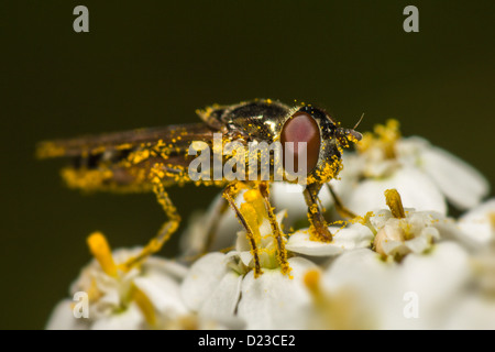 Porträt einer Fliege Stockfoto