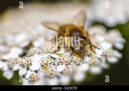 Porträt einer Honigbiene Stockfoto