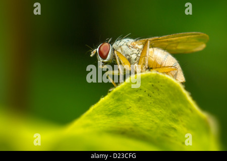 Porträt einer Fliege Stockfoto