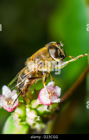 Porträt einer Fliege Stockfoto