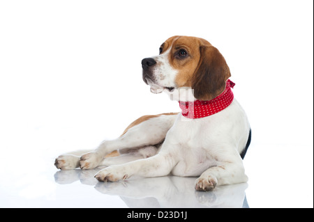 Beagle Hund isoliert auf weißem Hintergrund Stockfoto