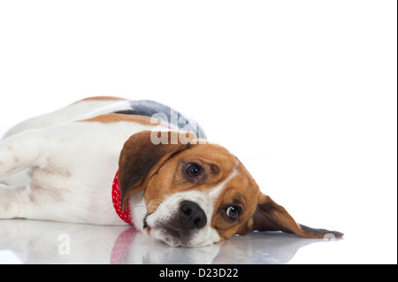 Beagle Hund isoliert auf weißem Hintergrund Stockfoto
