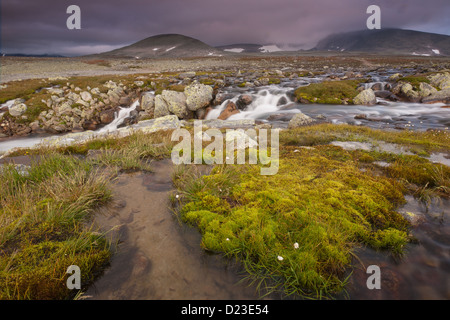 Fluss-Bach in der Nähe von Snøheim und dem Berg Snøhetta in Nebel, 2286 m im Dovrefjell Nationalpark, Norwegen. Stockfoto