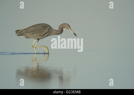 Blue Heron Fischerei im seichten Wasser bei Ebbe Stockfoto