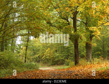Laubwald im Frühherbst mit grünen und gelben Blättern. Naturparklandschaft mit saisonalem Wechsel und frischer Vegetation im Freien. Stockfoto