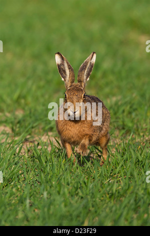 Brauner Hase läuft auf Kamera im Frühjahr Weizenfeld im frühen Morgenlicht. (Lepus Capensis) Stockfoto