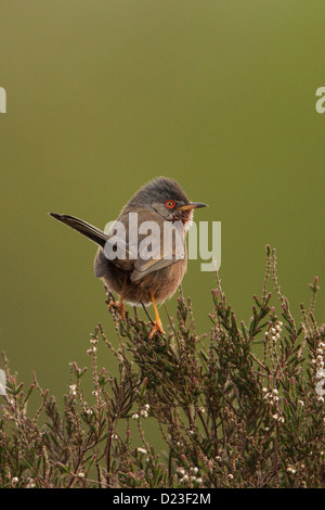 Dartford Warbler (Sylvia Undata) - UK Stockfoto