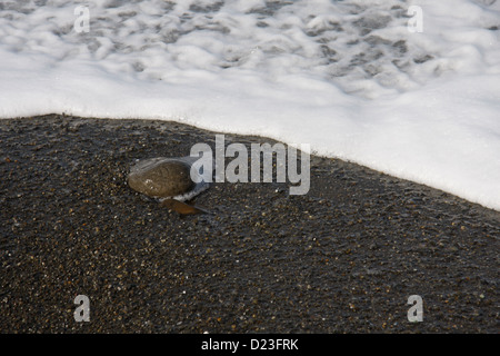Der Strand in Houghton Bucht, westlich von Wellington. Stockfoto