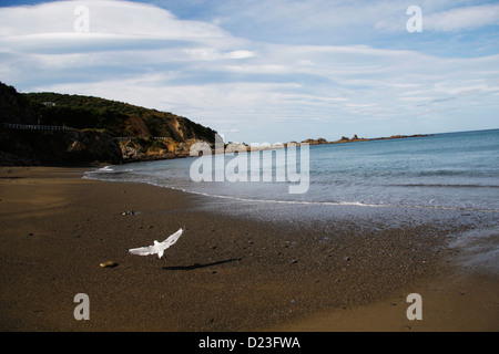 Der Strand in Houghton Bucht, westlich von Wellington. Stockfoto