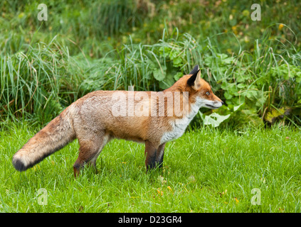 Ein Junge Füchsin Fuchs Stockfoto