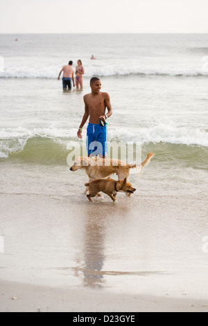 Hunde spielen im Wasser bei den Wavemaster Polar Tauchen Sie ein in Jacksonville Beach Florida 1. Januar 2013 Stockfoto