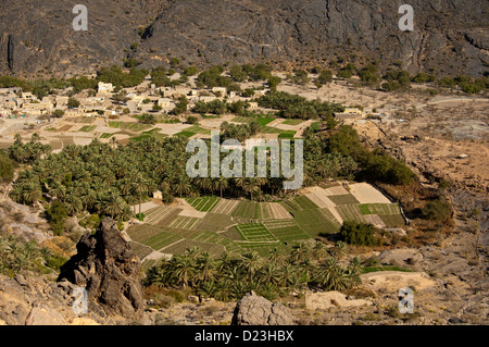 Blick von oben auf den bewässerten Parzellen und Palmenhainen im Oasis Haat in einem Tal des Al Hajar-Gebirges, Sultanat von Oman Stockfoto