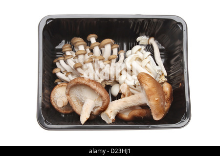 Exotische Speisepilze, Hon Shimeji, Shiro Shimeji, Maitake und Shiitake in einem Plastikbehälter isoliert gegen weiß Stockfoto