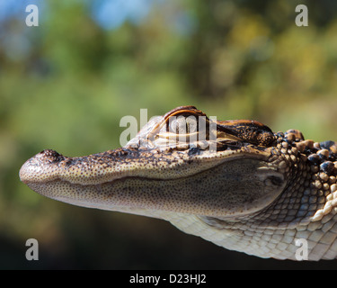 Diese Baby-Alligator fotografierte in den Sümpfen von Louisiana. Stockfoto