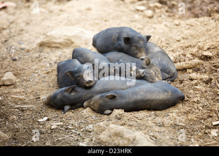 Schwarzen Ferkel schlafen im heap Stockfoto