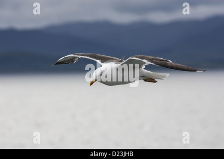 Eine gemeinsame UK Möwe im Flug. Stockfoto