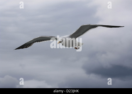 Eine gemeinsame UK Möwe im Flug. Stockfoto