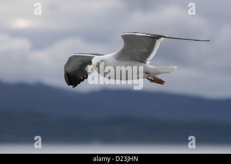 Eine gemeinsame UK Möwe im Flug. Stockfoto